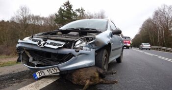 Teilkasko Leistungen: Wissenswertes zur Teilkasko Auto